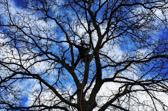 Removal of dead wood from a tree in Bournemouth