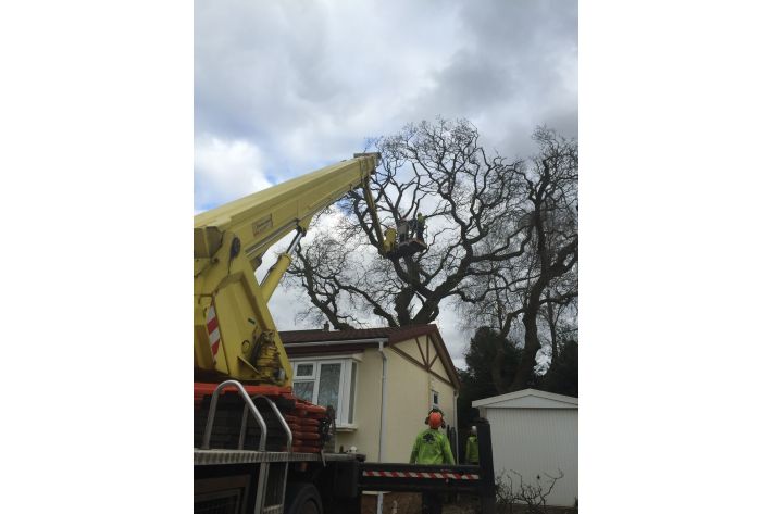 Reduction of an oak tree Verwood