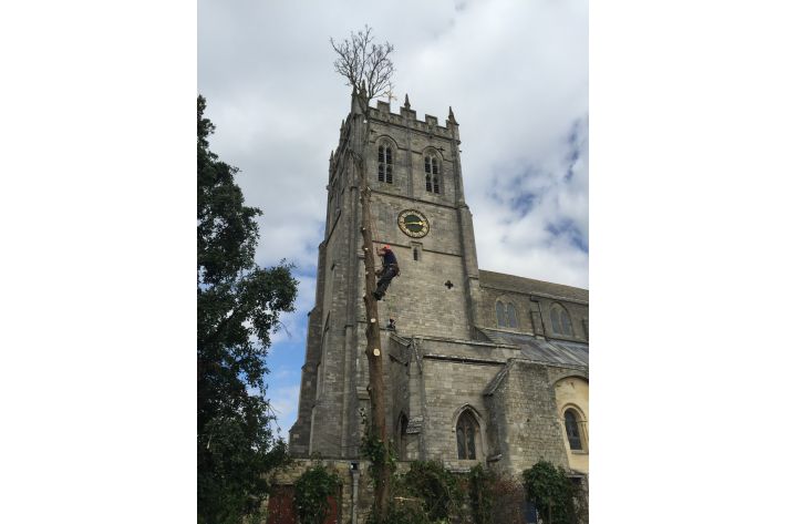 Tree Felling at The Priory, Christchurch
