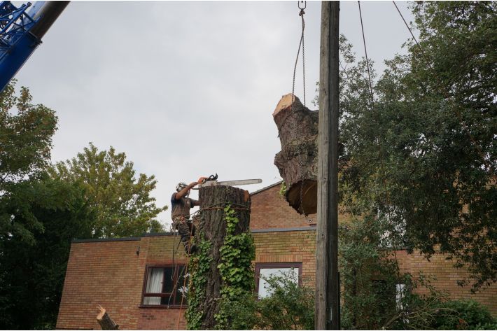 Tree removal by crane, New Milton