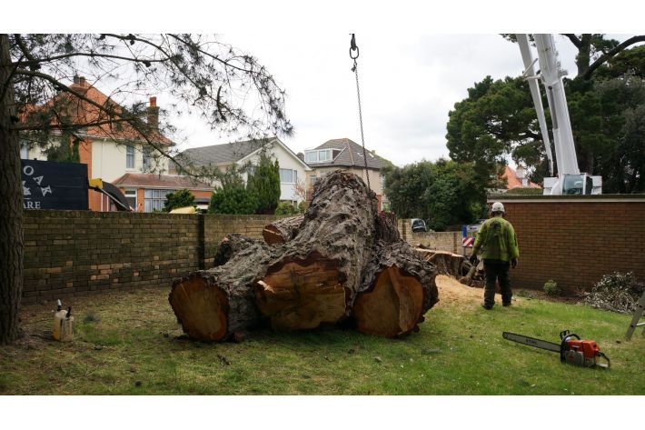 Large timber removal, Southbourne