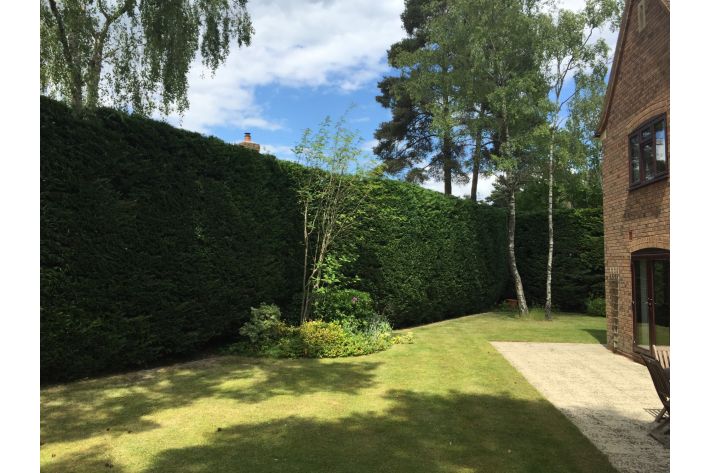 Reduction on a hedge in Ringwood
