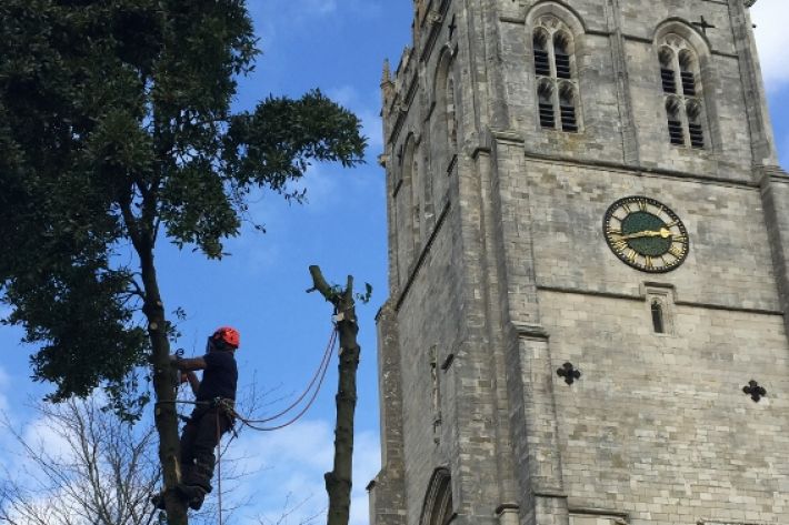 Tree Surgery, The Priory, Christchurch