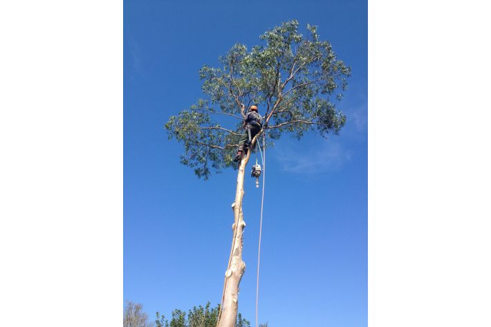 Sectional felling a tree in Christchurch