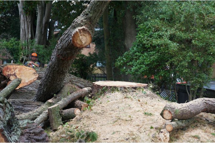 Tree stump, New Milton