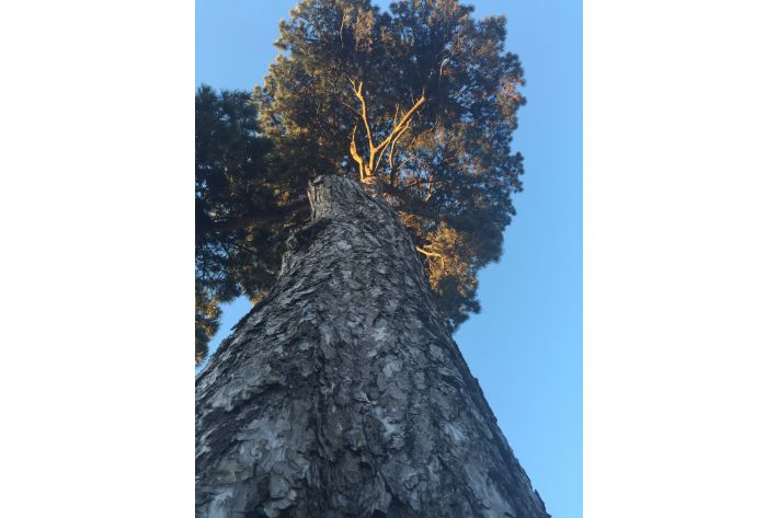 Corsican Pine, Christchurch