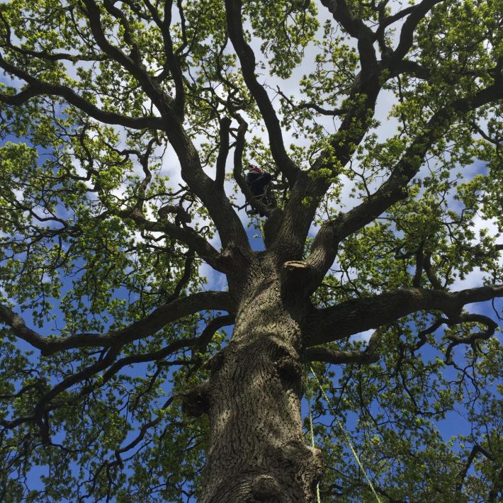 Tree safety inspection carried out by a qualified arborist